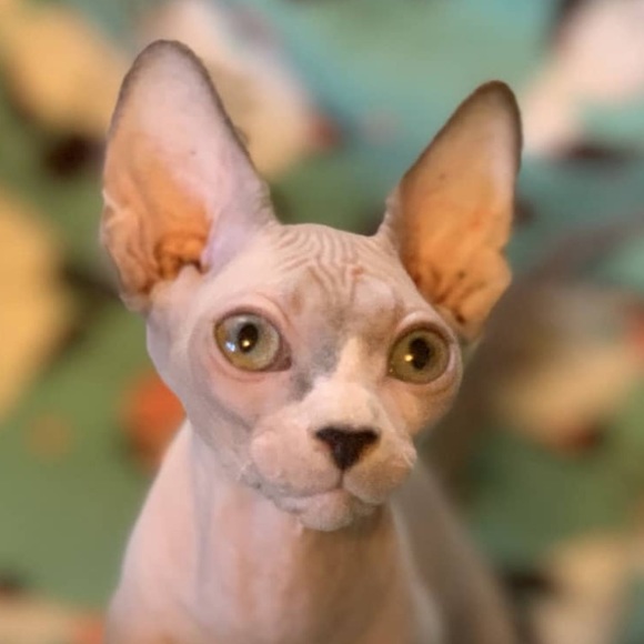 Meet your Posher, Zane - Picture 1 of 1